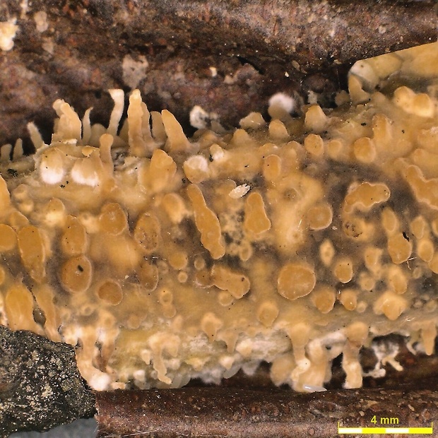 kornatka  Peniophora laeta (Fr.) Donk