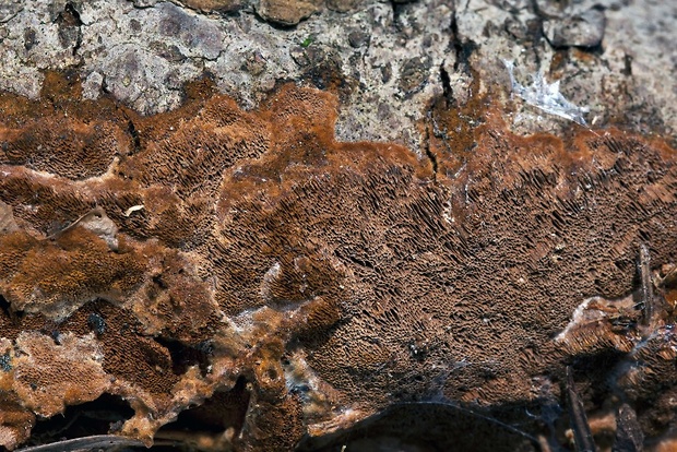 ohňovec prisadnutý Fuscoporia contigua (Pers.) G. Cunn.