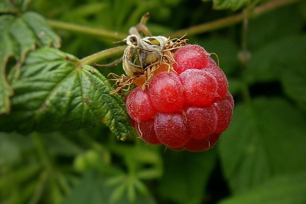 ostružina malinová Rubus idaeus L.