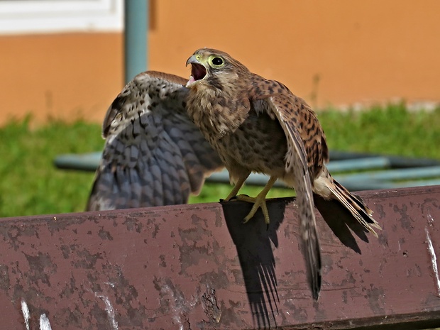 sokol myšiar-poštolka obecná Falco tinnunculus