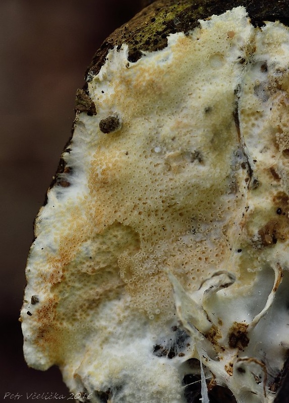 kráterovček brvitý Porotheleum fimbriatum (Pers.) Fr.