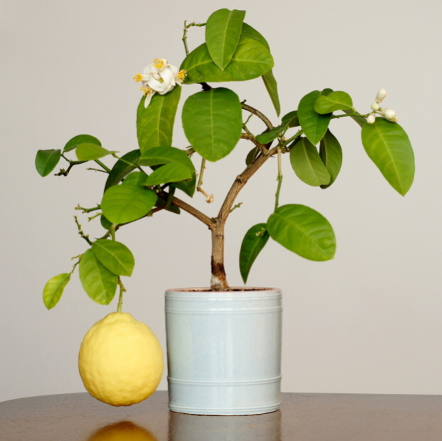citrónovník pravý Citrus × limon