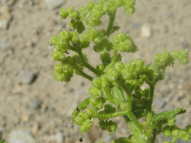 mrlík strapcový Chenopodium botrys L.