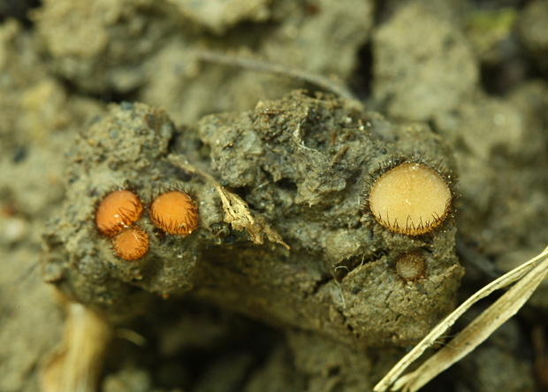 štítovnička šarlátová Scutellinia trechispora (Berk. & Broome) Lambotte