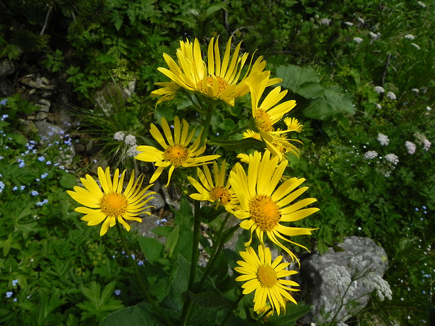 kamzičník rakúsky Doronicum austriacum Jacq.