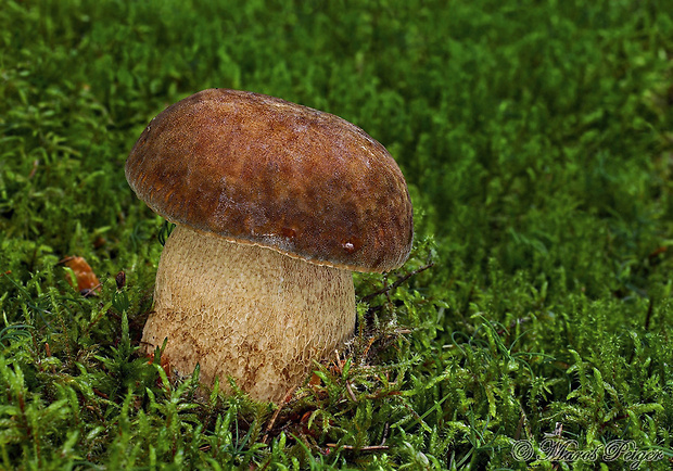 hríb dubový Boletus reticulatus Schaeff.