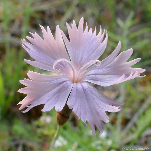 klinček Dianthus × lucae