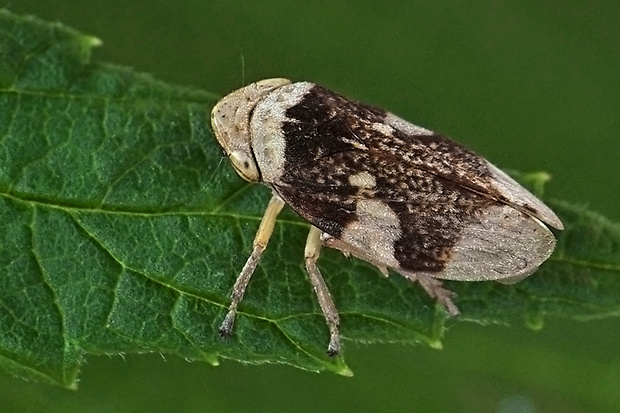 peniarka obyčajná Philaenus spumarius var. fasciatus