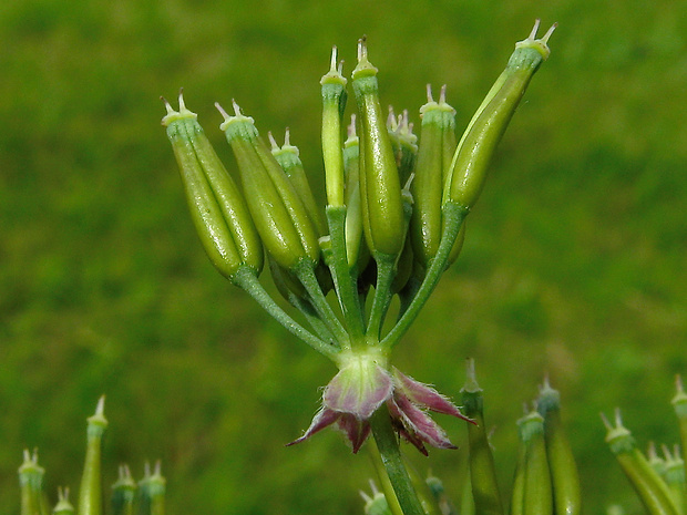 trebuľka lesklá Anthriscus nitidus (Wahlenb.) Hazsl.