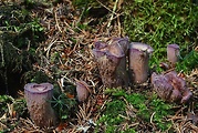 lievikovec kyjakovitý
