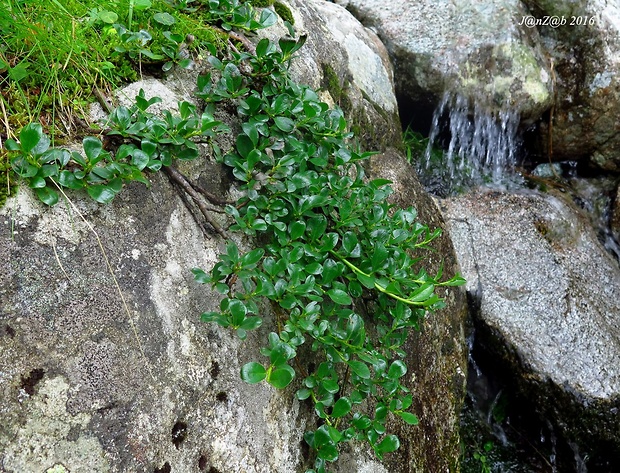 vŕba kitaibelova Salix kitaibeliana Willd.