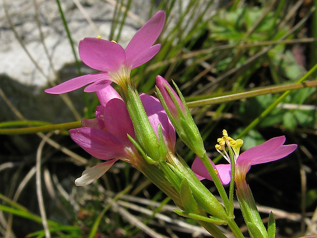 zemežlč pobrežná slatinná Centaurium littorale subsp. uliginosum (Waldst. et Kit.) Rothm. ex Melderis