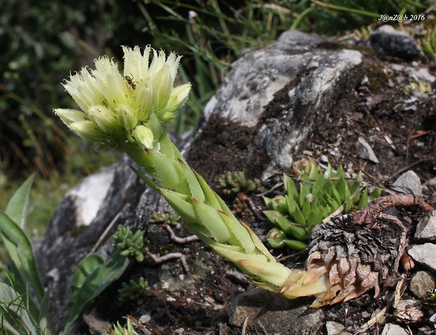 skalničník guľkovitý srstnatý Jovibarba globifera subsp. hirta (L.) J. Parn.