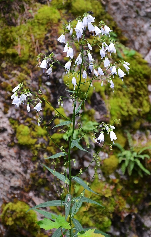 zvonovec ľaliolistý Adenophora liliifolia (L.) Ledeb. ex A. DC.