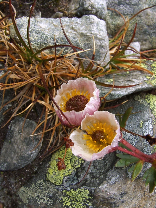 iskerník ľadovcový Ranunculus glacialis L.