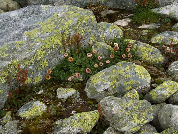 iskerník ľadovcový - biotop Ranunculus glacialis L.