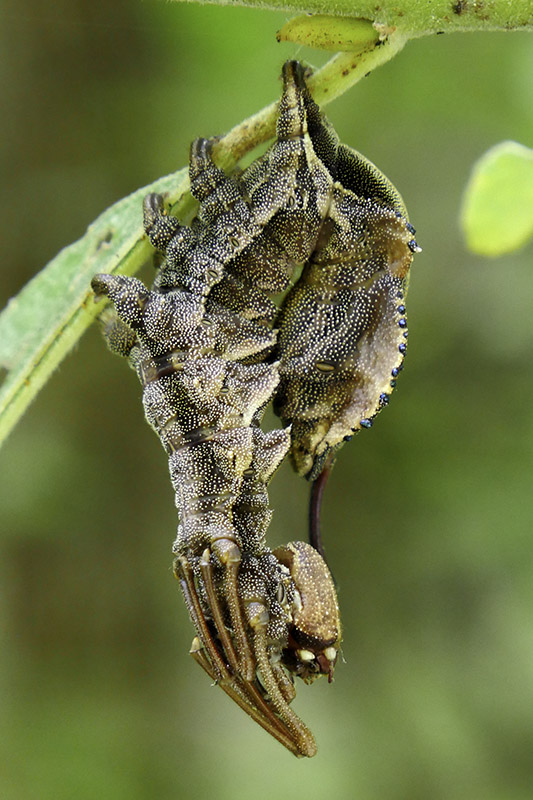 hranostajník bukový Stauropus fagi