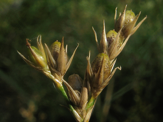 sitina tenká Juncus tenuis Willd.