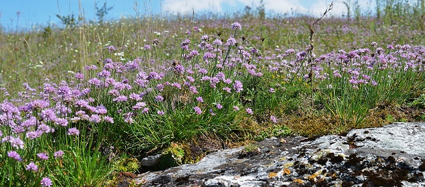 Biotop-cesnak sivkastý horský Allium senescens subsp. montanum (Fr.) Holub