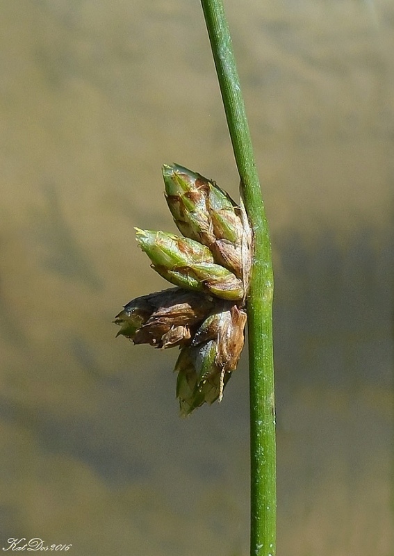 škripinec nízky Schoenoplectus supinus (L.) Palla