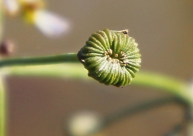 žabník trávovitý Alisma gramineum Lej.