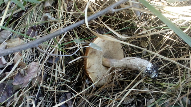 kozák brezový Leccinum scabrum (Bull.) Gray