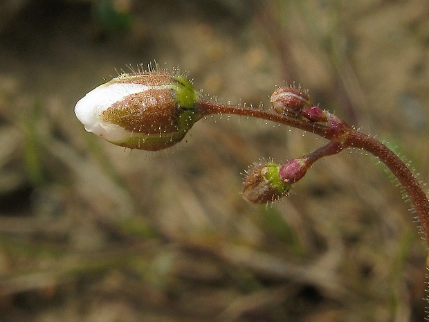 kolenec roľný Spergula arvensis L.