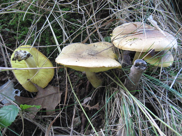 čírovka osiková Tricholoma frondosae Kalamees & Shchukin