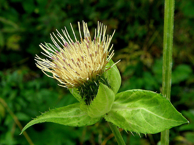 pichliač zelinový Cirsium oleraceum (L.) Scop.