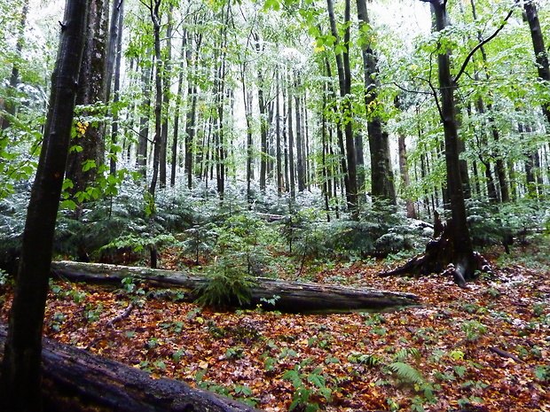 starý bukovo-jedľový les PR Stužica