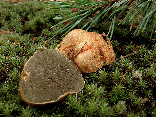 koreňovec žltkastý Rhizopogon luteolus Fr. & Nordholm