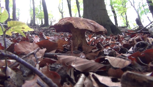 hríb zrnitohlúbikový Sutorius luridiformis (Rostk.) G. Wu & Zhu L. Yang