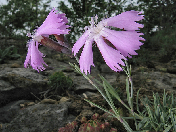 klinček sivý Dianthus gratianopolitanus Vill.
