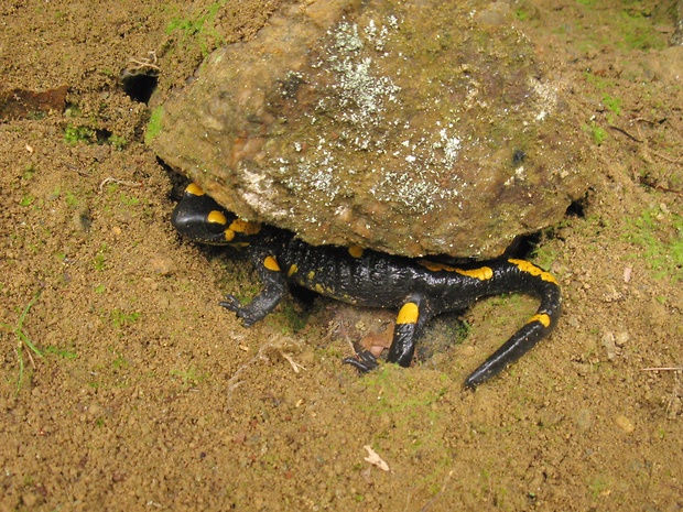 salamandra škvrnitá   Salamandra salamandra