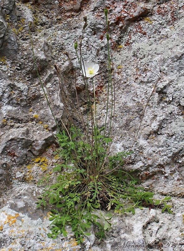 mak tatranský veľkofatranský Papaver tatricum subsp. fatraemagnae Bernátová