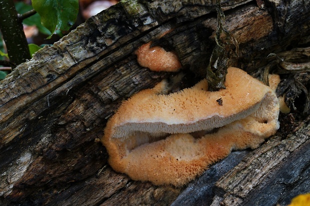 zubček teplomilný Climacodon pulcherrimus (Berk. & M.A. Curtis) Nikol.