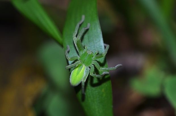 maloočko smaragdové Micrommata virescens Clerck 1757