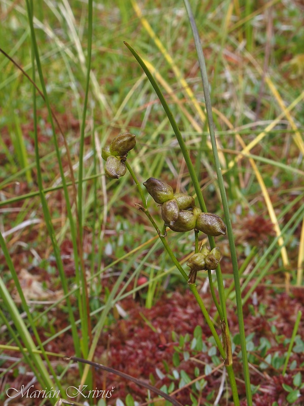 blatnica močiarna Scheuchzeria palustris L.