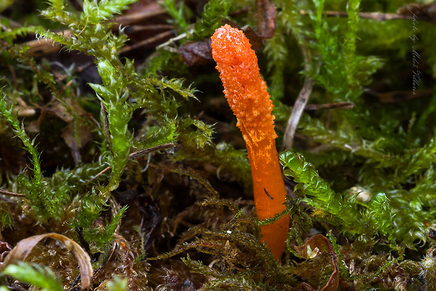 žezlovka hmyzová Cordyceps militaris (Fr.) Link