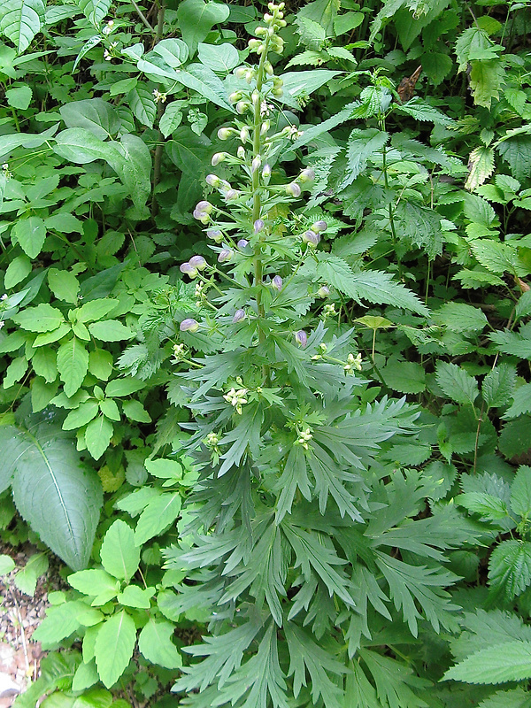prilbica tuhá maninská Aconitum firmum subsp. maninese (Skalický) Starmühl.