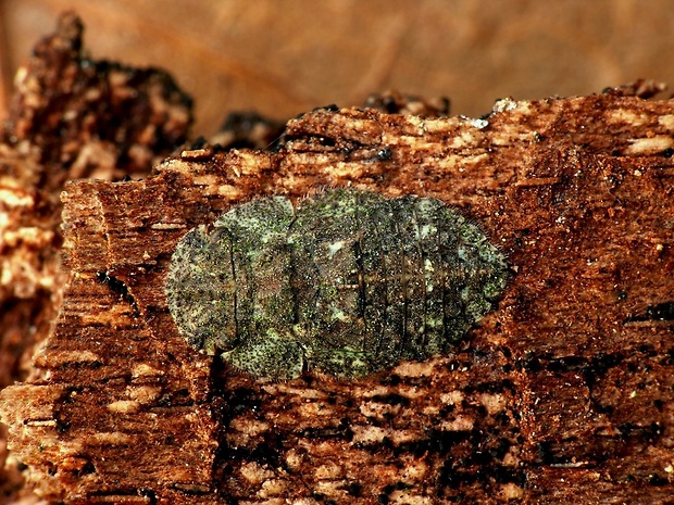 cikádka kôrová (sk) / ušatka kůrová (cz) Ledra aurita Linnaeus, 1758