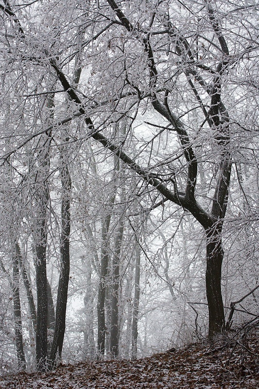 "Les v zime - zima v lese"_1