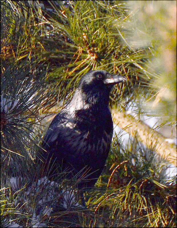 vrana túlavá  Corvus corona