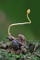 žezlovka mravcová