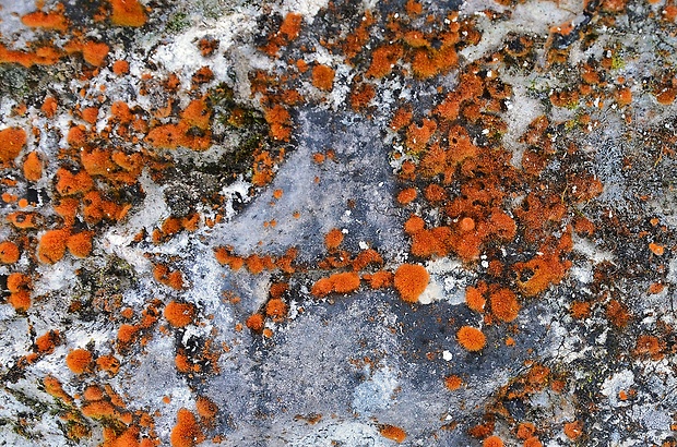 trentepólia Trentepohlia aurea (Linnaeus) Martius