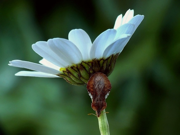 fymáta dravá (sk) / hranatka obecná (cz) Phymata crassipes Fabricius, 1775