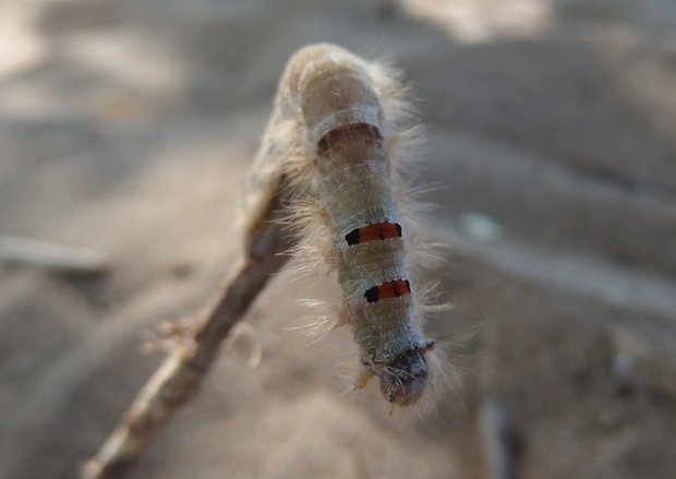 priadkovec jaseňový - húsenica Phyllodesma tremulifolia