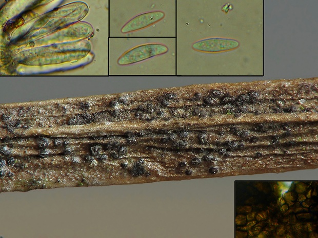 vredovníčka ríbezľová Neofusicoccum ribis (Slippers, Crous & M.J. Wingf.) Crous, Slippers & A.J.L. Phillips