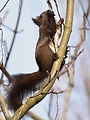 veverička I