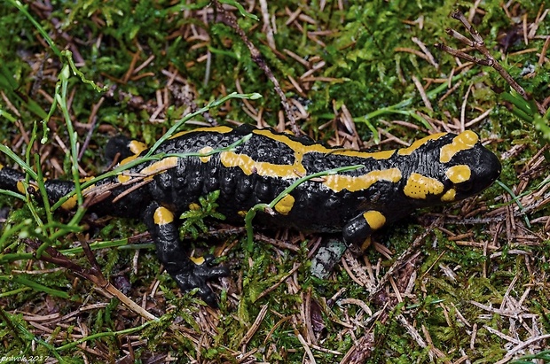 salamadra škvrnitá Salamandra salamandra